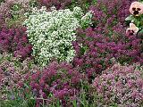 Alyssum mixed colours